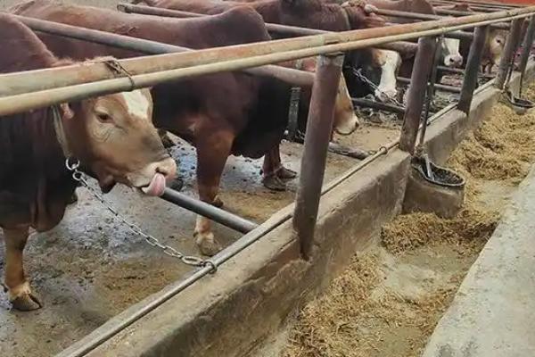 无公害肉牛的养殖技术，不可饲喂污染、发霉的饲料