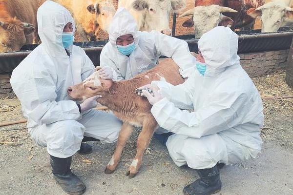 无公害肉牛的养殖技术，不可饲喂污染、发霉的饲料