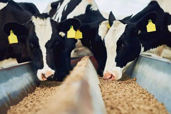 无公害肉牛的养殖技术，不可饲喂污染、发霉的饲料