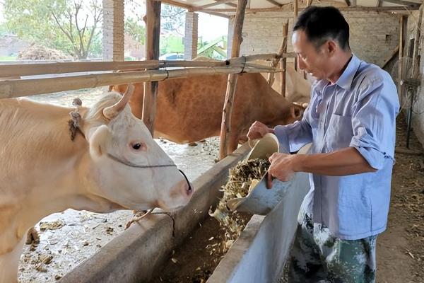 无公害肉牛的养殖技术，不可饲喂污染、发霉的饲料
