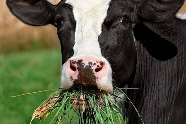 无公害肉牛的养殖技术，不可饲喂污染、发霉的饲料