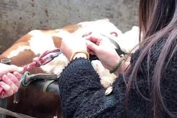 无公害肉牛的养殖技术，不可饲喂污染、发霉的饲料