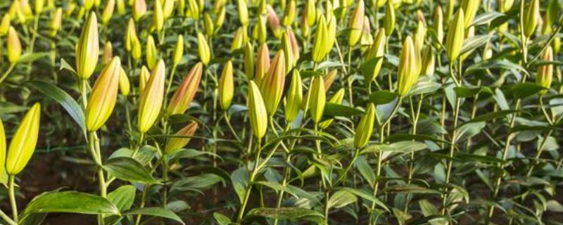 情侣之间赠送百合花的含义，具有纯洁的爱、优雅迷人、百年好合等意思