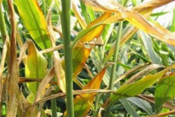 姜叶枯病的症状,叶片上会出现黄褐色枯斑