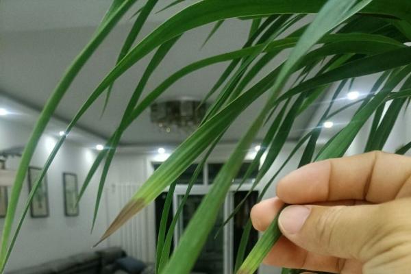 龙血树的外形特点，其树木高大且树干较短