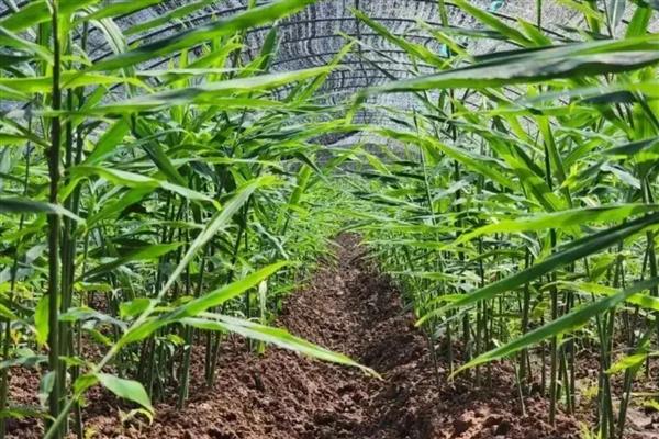 姜叶枯病的症状,叶片上会出现黄褐色枯斑