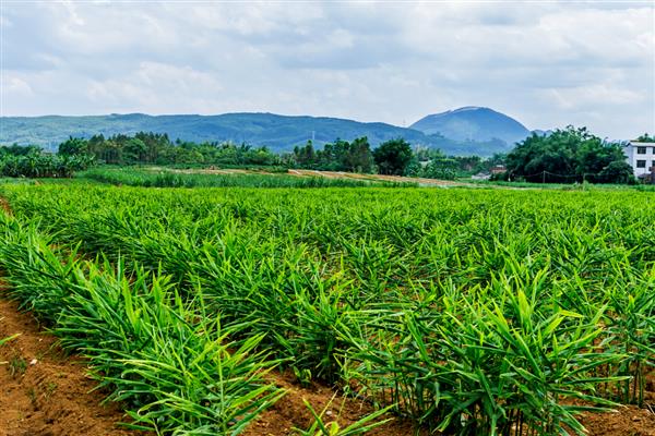 姜叶枯病的症状,叶片上会出现黄褐色枯斑