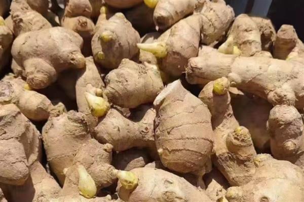 姜叶枯病的症状,叶片上会出现黄褐色枯斑