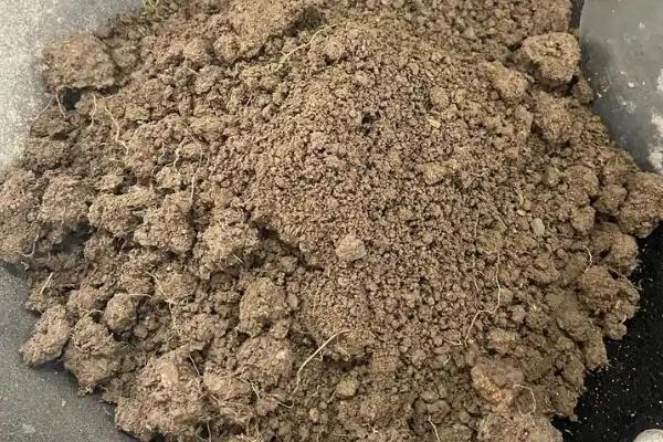 怎么养殖紫叶酢浆草，生长期每隔20天追施一次液肥