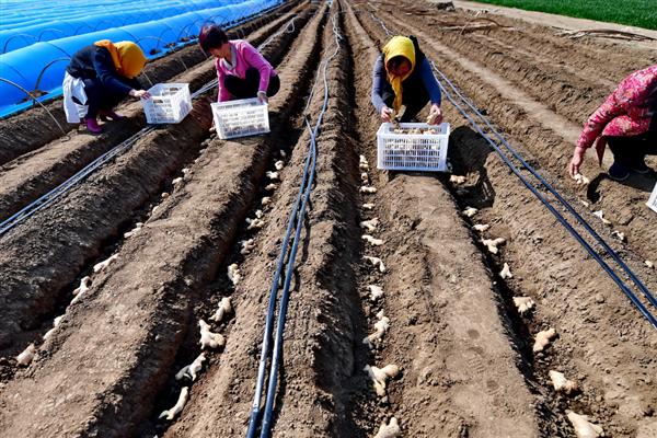姜叶枯病的症状,叶片上会出现黄褐色枯斑