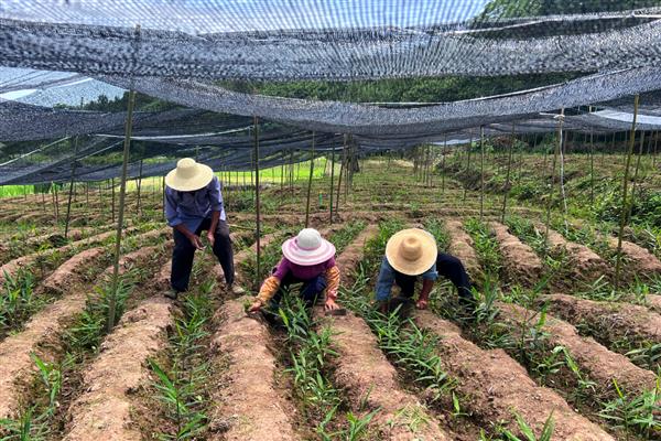 姜叶枯病的症状,叶片上会出现黄褐色枯斑