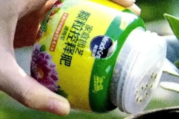 怎么养殖紫叶酢浆草，生长期每隔20天追施一次液肥