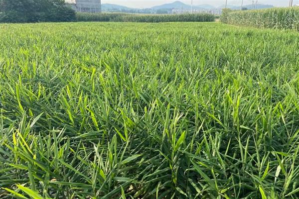 姜叶枯病的症状,叶片上会出现黄褐色枯斑