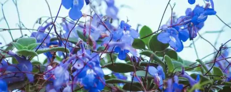 蓝风铃花凋谢后怎么办，剪除不良枝条可节省养分