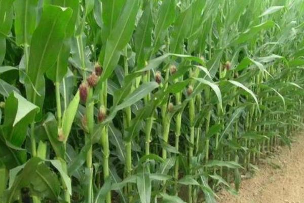 中选777玉米种的特征特性，生育期大约需要104天