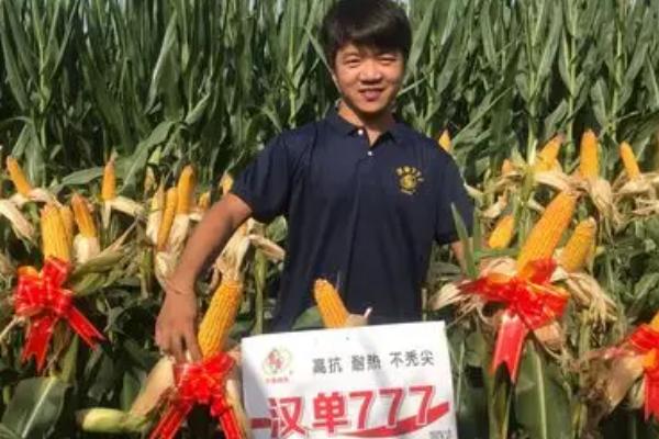 中选777玉米种的特征特性，生育期大约需要104天