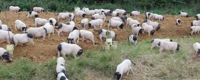 香猪会游泳吗,香猪会游泳