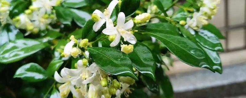 九里香什么时候开花，花期是7-10月份
