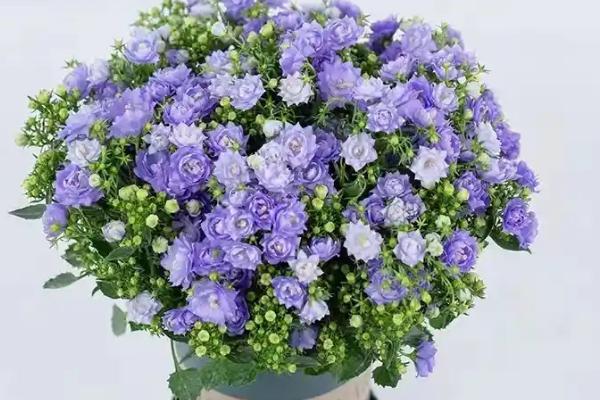 蓝风铃花凋谢后怎么办，剪除不良枝条可节省养分