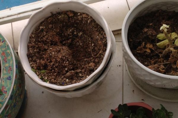 蓝风铃花凋谢后怎么办，剪除不良枝条可节省养分