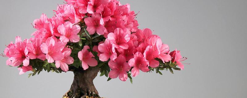 杜鹃花有毒吗，黄色和白色品种带有毒性