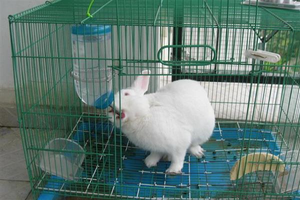 哪种兔子垫料适合使用，常用木屑、纸浆纸屑、宠物尿垫等种类