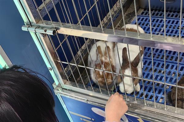 哪种兔子垫料适合使用，常用木屑、纸浆纸屑、宠物尿垫等种类