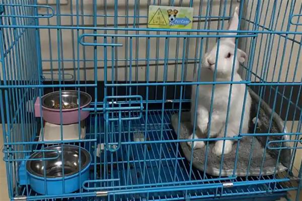 哪种兔子垫料适合使用，常用木屑、纸浆纸屑、宠物尿垫等种类