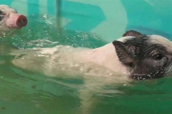 香猪会游泳吗,香猪会游泳