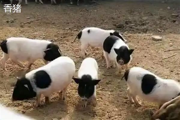 香猪会游泳吗,香猪会游泳