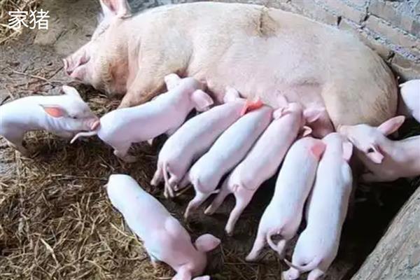 香猪会游泳吗,香猪会游泳