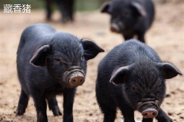 香猪会游泳吗,香猪会游泳