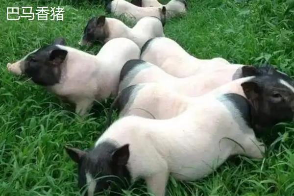 香猪会游泳吗,香猪会游泳