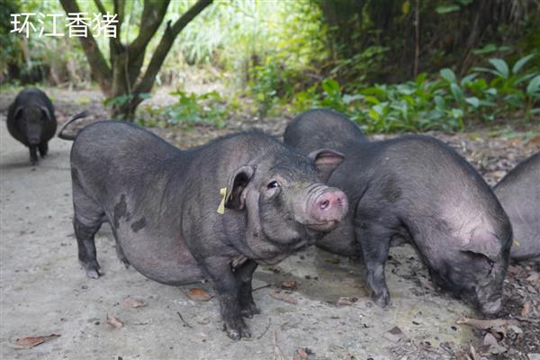 香猪会游泳吗,香猪会游泳
