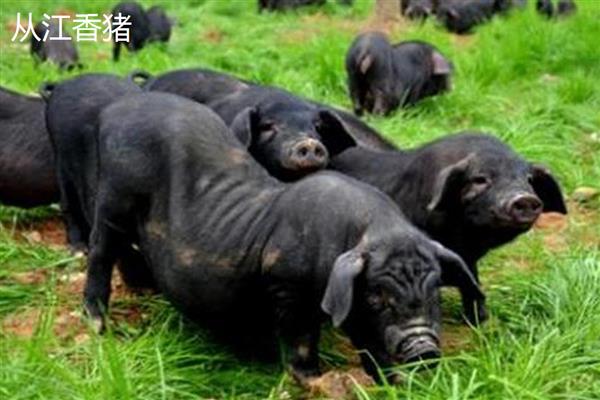 香猪会游泳吗,香猪会游泳