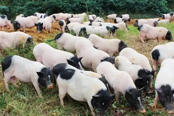 香猪会游泳吗,香猪会游泳