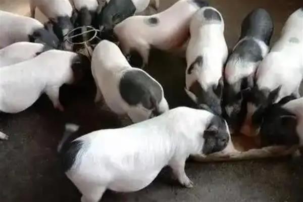 香猪会游泳吗,香猪会游泳