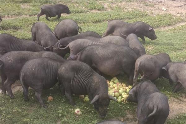 香猪会游泳吗,香猪会游泳