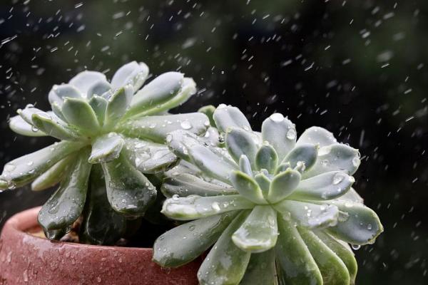 春天能不能让多肉淋雨，绵绵细雨有助于多肉吸收水分