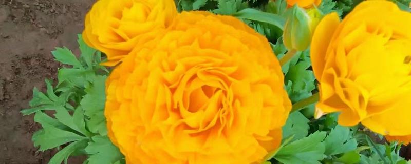 怎么养殖芹叶牡丹，前期主要追施尿素