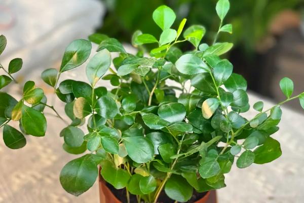 九里香什么时候开花，花期是7-10月份