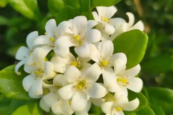 九里香什么时候开花，花期是7-10月份