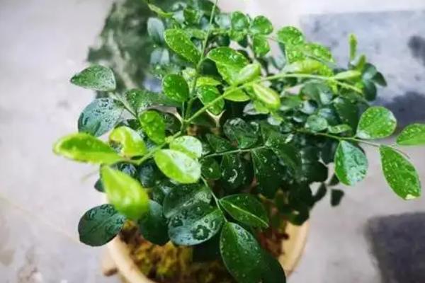 九里香什么时候开花，花期是7-10月份