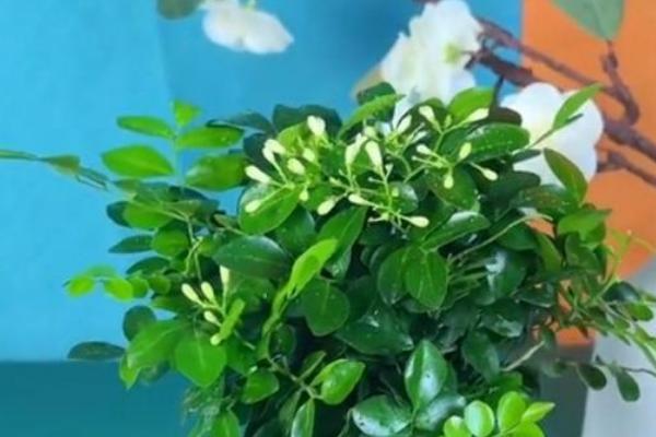 九里香什么时候开花，花期是7-10月份