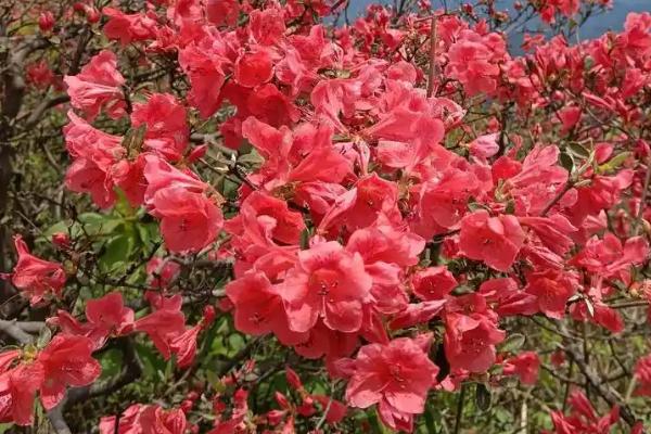 杜鹃花有毒吗，黄色和白色品种带有毒性