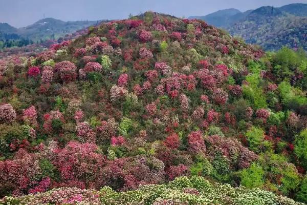 杜鹃花有毒吗，黄色和白色品种带有毒性