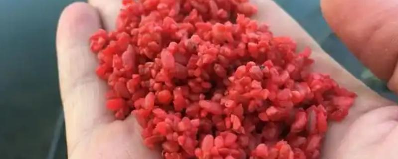 钓鱼用什么窝料打窝，用酒米效果好