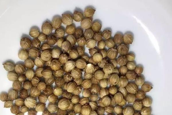 香菜开花如何留种，等种荚开始爆裂时再采收