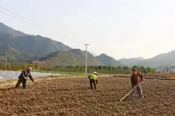 香菜开花如何留种，等种荚开始爆裂时再采收