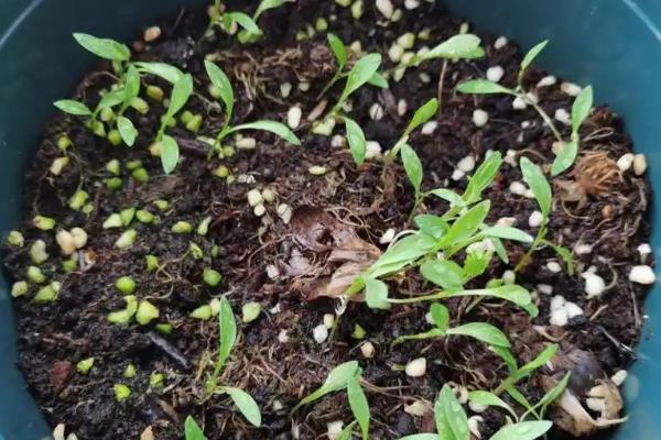 香菜开花如何留种，等种荚开始爆裂时再采收